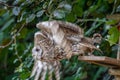 Tawny owl taking flight