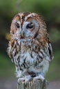 Tawny Owl Royalty Free Stock Photo
