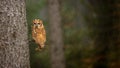 Tawny Owl on the three while raining Royalty Free Stock Photo