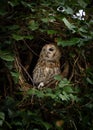 Tawny Owl in a tree Hollow Royalty Free Stock Photo