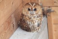 Tawny owl