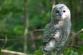 Tawny owlet