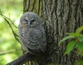 Tawny owlet in tree in spring