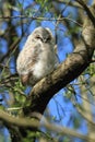 Tawny Owlet