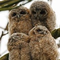 Tawny Owls Royalty Free Stock Photo