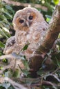 Tawny Owls Royalty Free Stock Photo