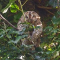 Tawny Owls Royalty Free Stock Photo