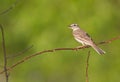 Tawny pipit (Anthus campestris) close-up