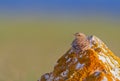 Tawny pipit (Anthus campestris) close-up