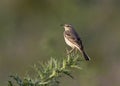 Tawny pipit, Anthus campestris