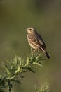 Tawny pipit, Anthus campestris