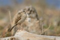 Tawny Pipit - Anthus campestris sitting medium-large passerine bird, breeds from northwest Africa and Portugal to Central Siberia