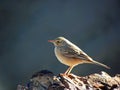 The Tawny Pipit Anthus campestris sitting on rock