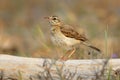 Tawny Pipit - Anthus campestris