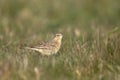 Tawny Pipit in grassland field