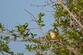 Tawny Prinia Royalty Free Stock Photo