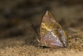 Tawny Rajah Butterfly pair at Garo Hills,Meghalaya,India Royalty Free Stock Photo