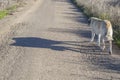 Tawny spanish mastiff walking local road alone