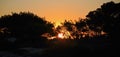 Tawny Sunset through trees and brush