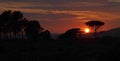 Tawny sunset silhouetting Parasol Pines