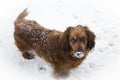 Dog, pet, animal, snow, setter, golden, canine, cute, winter, puppy, golden retriever, retriever, brown, irish, red, white, purebr