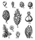 Taxaceae, Pinaceae, and Gnetaceae vintage illustration