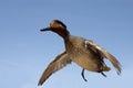 Taxidermied green-winged teal