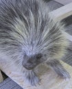 Taxidermy has a porcupine sitting on a platform on carpet.