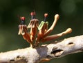 Taxillus vestitus, Rusty mistletoe Royalty Free Stock Photo