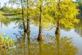 Taxodium ascendens, also known as pond cypress, a deciduous conifer of the genus Taxodium, native to North America, planted in Royalty Free Stock Photo