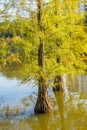 Taxodium ascendens, also known as pond cypress, a deciduous conifer of the genus Taxodium, native to North America, planted in Royalty Free Stock Photo