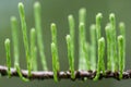 Taxodium ascendens 'Nutans' fresh shoots from branch Royalty Free Stock Photo