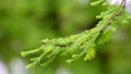 Taxodium dissertation (L.) Rich leaves