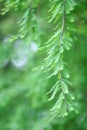 Taxodium dissertation (L.) Rich leaves