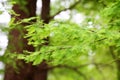 Taxodium dissertation (L.) Rich leaves