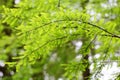 Taxodium dissertation (L.) Rich leaves