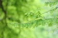 Taxodium dissertation (L.) Rich leaves