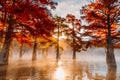 Taxodium distichum with autumnal needles in Florida. Swamp cypresses on lake with reflection Royalty Free Stock Photo