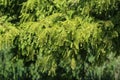 Taxodium distichum (bald cypress) is a deciduous conifer Royalty Free Stock Photo