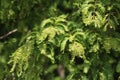 Taxodium distichum (bald cypress) is a deciduous conifer