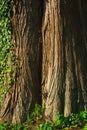 Taxodium distichum bald cypress Royalty Free Stock Photo