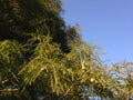 Taxodium Distichum (Bald Cypress) Tree Branches with Cones and Needles Lit by Sunlight during Sunset. Royalty Free Stock Photo