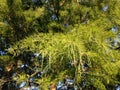 Taxodium Distichum (Bald Cypress) Tree Branches with Needles Lit by Sunlight during Sunset. Royalty Free Stock Photo