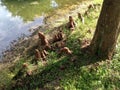 Taxodium Distichum (Bald Cypress) Tree Knees next to Pond. Royalty Free Stock Photo