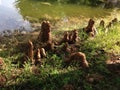 Taxodium Distichum (Bald Cypress) Tree Knees next to Pond. Royalty Free Stock Photo