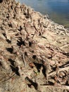 Taxodium Distichum Bald Cypress Tree Knees and Roots next to Water. Royalty Free Stock Photo