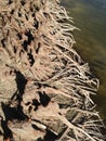 Taxodium Distichum Bald Cypress Tree Knees and Roots next to Water. Royalty Free Stock Photo