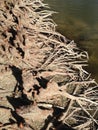 Taxodium Distichum Bald Cypress Tree Knees and Roots next to Water. Royalty Free Stock Photo