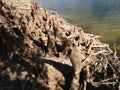 Taxodium Distichum (Bald Cypress) Tree Knees and Roots next to Water. Royalty Free Stock Photo