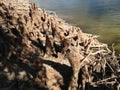 Taxodium Distichum;Bald Cypress; Tree Knees and Roots next to Water. Royalty Free Stock Photo